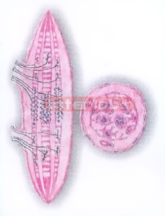 HUMAN NEUROMUSCULAR SPINDLE MODEL